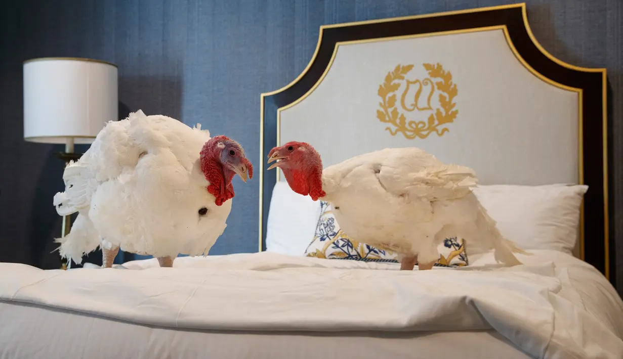 Dua kalkun jantan dari North Carolina bernama Bread and Butter, bersantai di kamar tempat mereka menginap di Willard InterContinental, Washington, Senin (25/11/2019). Kedua kalkun ini akan diampuni oleh presiden dalam upacara di Gedung Putih sebelum perayaan Thanksgiving. (AP/Jacquelyn Martin)