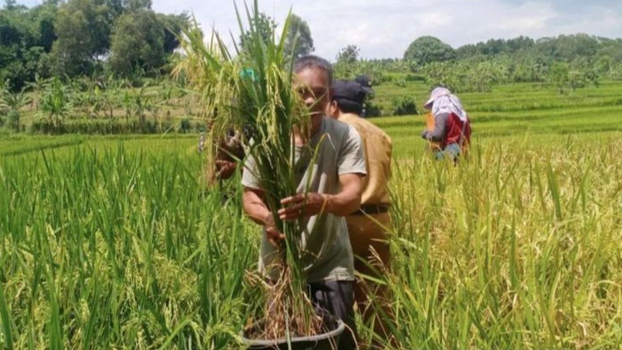 Hari Tani Nasional 2025: Sejarah dan Perjuangan Petani