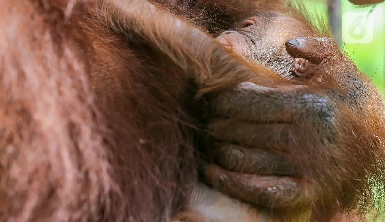 Bayi Orangutan Kalimantan, Fitri saat berada dalam pelukan induknya Eva di Taman Safari Indonesia Cisarua, Bogor, Jawa Barat, Rabu (27/5/2020). Fitri, bayi orangutan berjenis bertina lahir pada hari Senin (25/5) pukul 05.00 WIB dalam suasana Hari Raya Idul Fitri 1441 H. (Liputan6.com/Fery Pradolo)