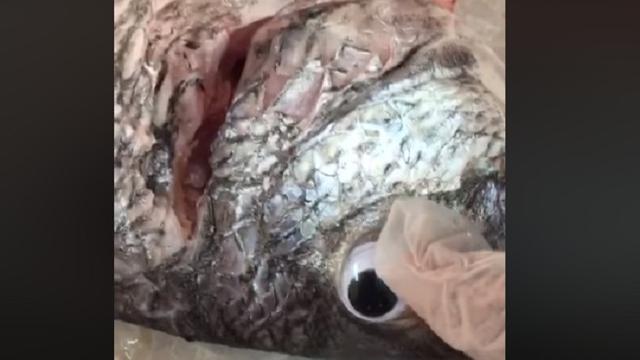 Kocak, Penjual Ini Pasang Mata Mainan di Ikan yang Dijualnya Supaya Laku