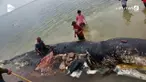 Seekor paus sperma mati setelah menelan tumpukan sampah.