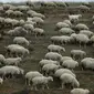 Ribuan domba yang baru kembali merumput menyeberangi jalan di pinggiran Tbilisi, Georgia, Rabu (11/11). Dalam setahun di Georgia mengalami 2 musim yang membuat domba dan peternaknya berpindah mencari rumput di tempat lain. (REUTERS / David Mdzinarishvili)