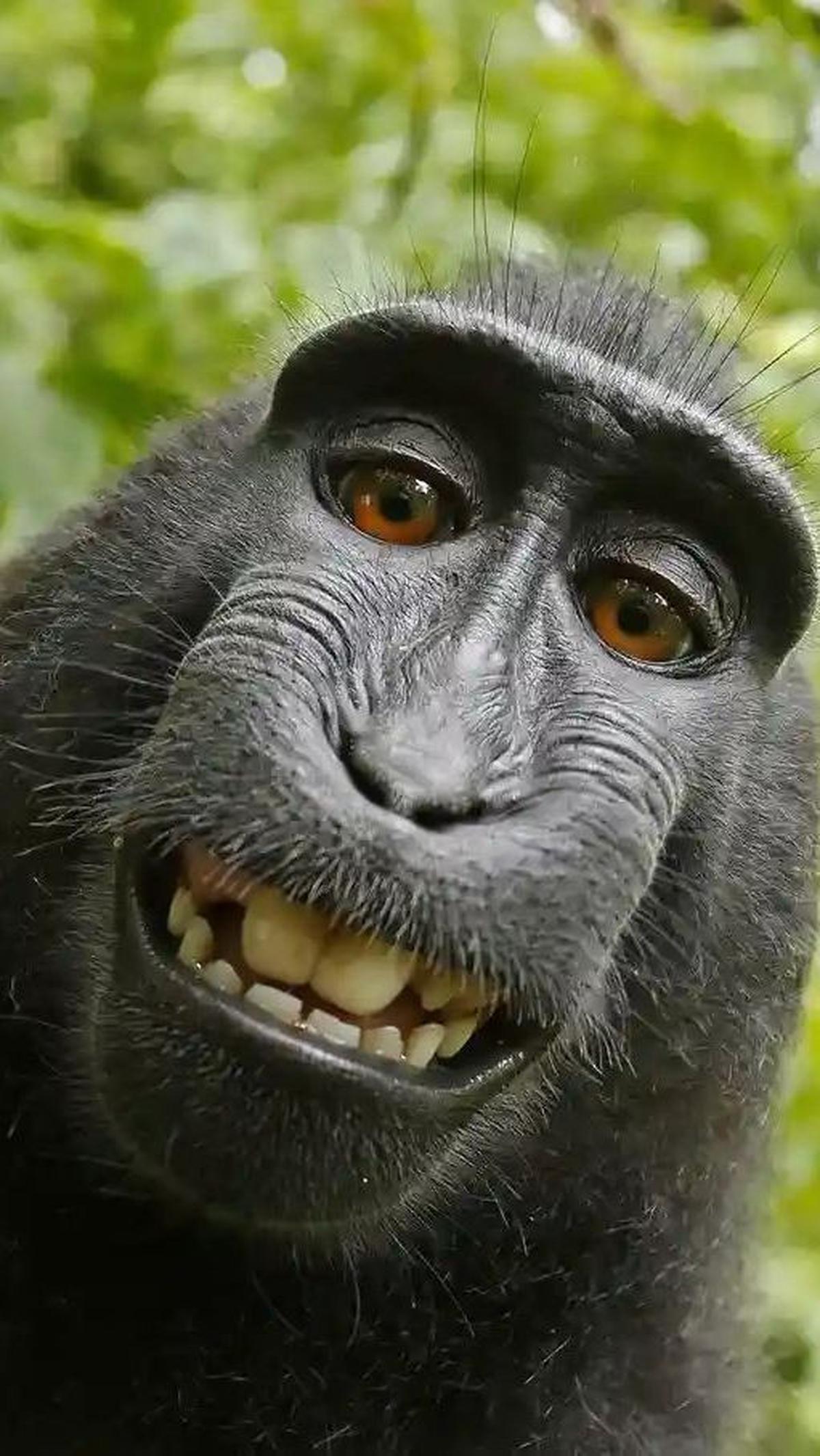 Monkey Selfie by Naruto, 2011&nbsp;