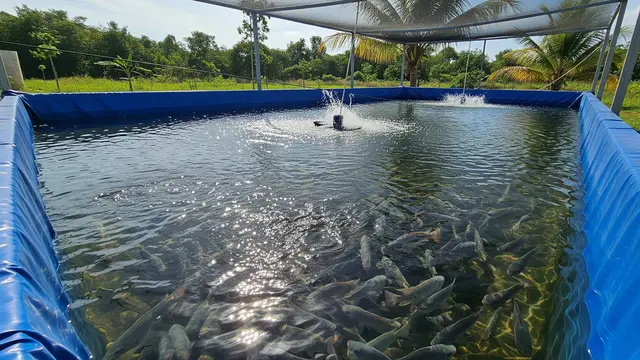 Cara Budidaya Ikan Mujair di Kolam Terpal