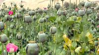 UNODC memperingatkan bahwa bisnis dan perdagangan opium mengancam tujuan, baik integrasi regional dan rencana pembangunan negara.