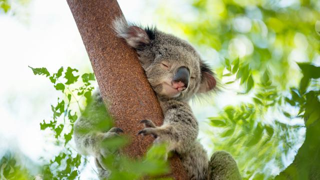 Koalas
