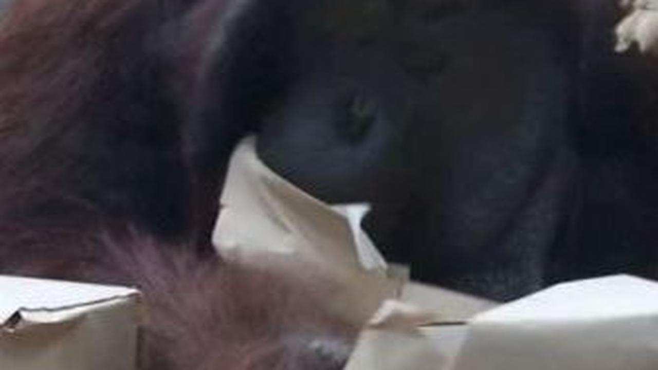 Sedangkan orangutan mendapatkan selada dan makanan lainnya.