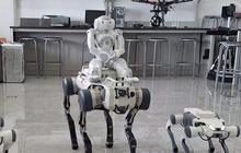 Anjing Robot di China Makin Canggih, Kini Dipakai di Pabrik hingga Medan Perang