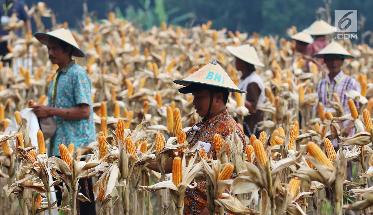 Suasana saat petani melakukan panen raya jagung di Tuban, Jawa Timur, Jumat (9/3). Sebanyak 33,7 ton jagung dihasilkan dari 7,5 hektare atau 4,5 ton per hektare. (Liputan6.com/Angga Yuniar)