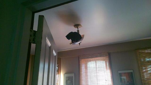 7 Potret Kucing Terjebak di Langit-Langit Rumah Ini Ekspresinya Bikin Kasihan