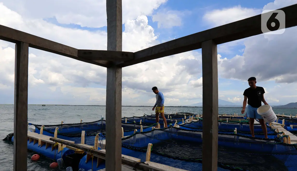 Mahasiswa memberi pakan pada ikan bawal bintang yang di budi daya untuk studi kampus di perairan Serang, Banten, Minggu (10/4/2022). Guna mengejar target di tahun 2022, yakni produksi perikanan budi daya sebanyak 18,77 juta ton. (Liputan6.com/Angga Yuniar)