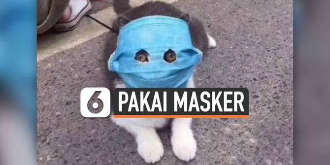 VIDEO: Gemas, Potret Hewan Peliharaan Pakai Masker Cegah Virus Corona
