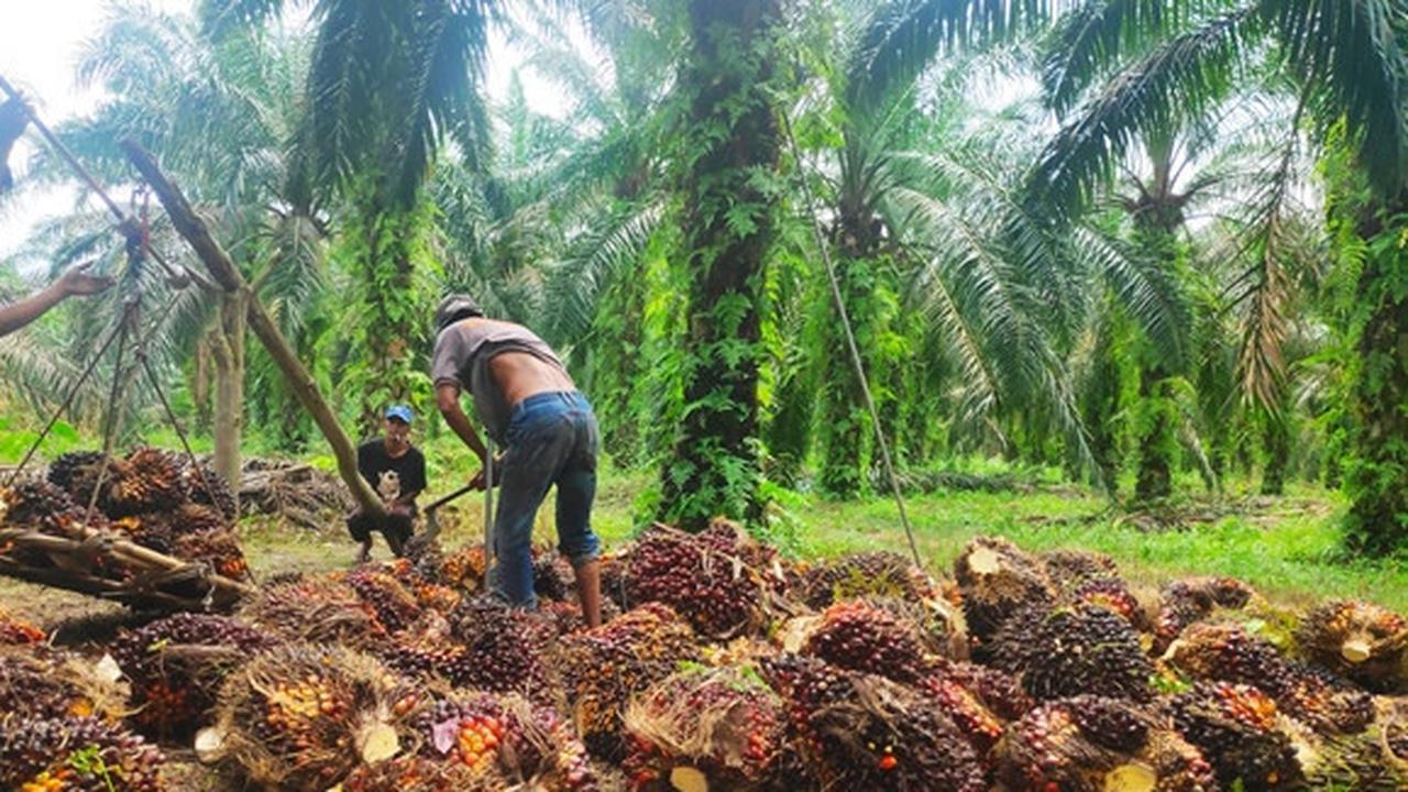 Ini Sumbangsih Industri Sawit Bagi perekonomian Nasional
