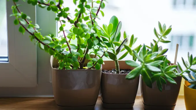 5 Tanaman Hias yang Bikin Hoki di Tahun 2021, Menurut Feng Shui