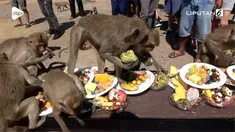 Festival pesta makanan bagi monyet digelar di areal sisa bangunan candi kuno di Lopburi. Acara ini dilangsungkan untuk menghormati keberadaan monyet.