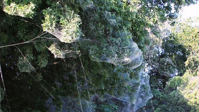 Fenomena 'Rambut Malaikat' Gegerkan Texas