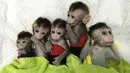 Foto yang dirilis 24 Januari 2019, lima monyet yang dikloning di sebuah lembaga penelitian di Shanghai. Ilmuwan Cina menciptakan monyet kloning, yang gennya telah diedit untuk membawa penyakit. (HO/CHINESE ACADEMY OF SCIENCES INST/AFP)
