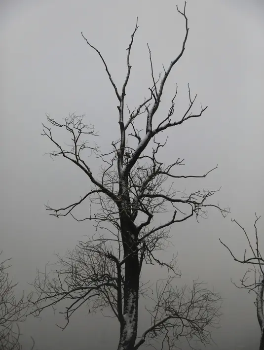 Salju menyelimuti pohon di daerah pegunungan yang menghadap ke ibukota Teheran saat Matahari terbenam, Iran (18/12/2021). (AP Photo/Vahid Salemi)