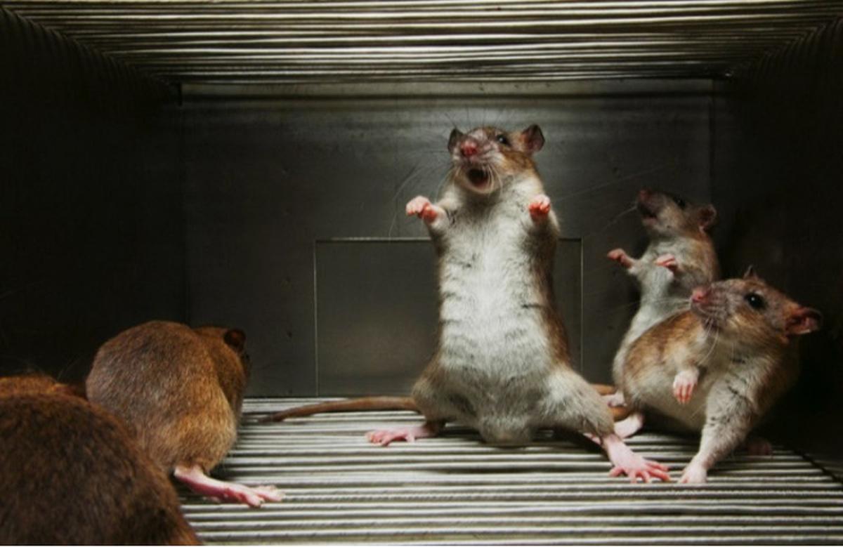 Ilustrasi tikus di rumah. Foto: Homeremedyhacks