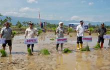 Kementan Akselerasi Tanam Padi Serentak di 25 Provinsi, Pacu Produksi Pangan Nasional Hadapi Kemarau