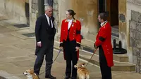 Nasib Anjing Corgi Mendiang Ratu Elizabeth II Setelah Mantan Pangeran Andrew Diusir dari Royal Lodge