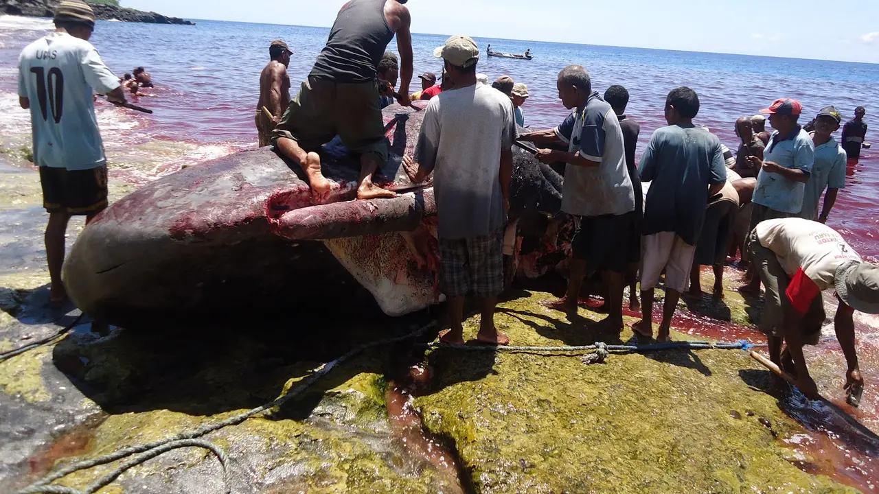 Nelayan Lamalera usai melakukan perburuan ikan Paus