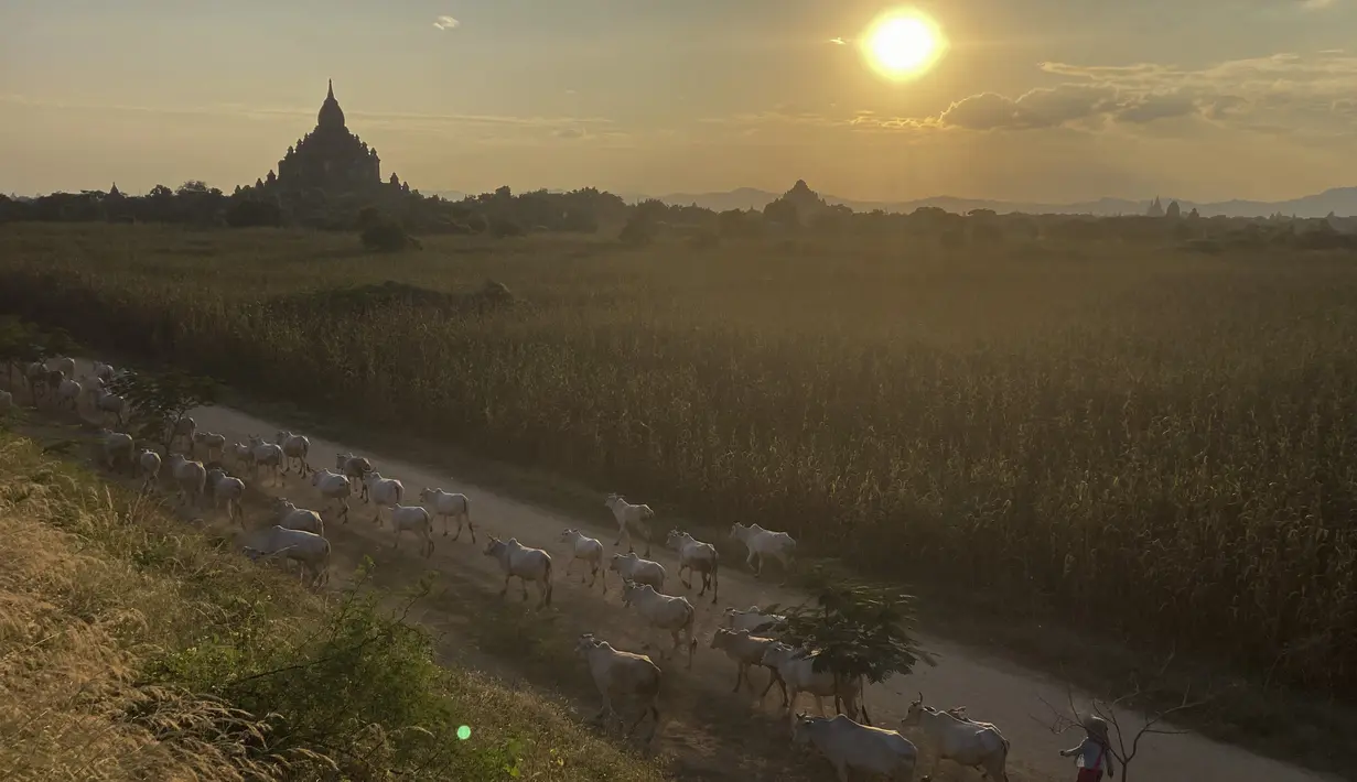 Seorang wanita berjalan dengan sapi dalam perjalanan pulang di Bagan, distrik Nyaung U, Myanmar tengah, Rabu (8/12/2021). Bagan merupakan merupakan pusat konsentrasi kuil, pagoda dan stupa Budha terbesar di dunia pada sekitar abad 11 dan 12. (AP Photo)
