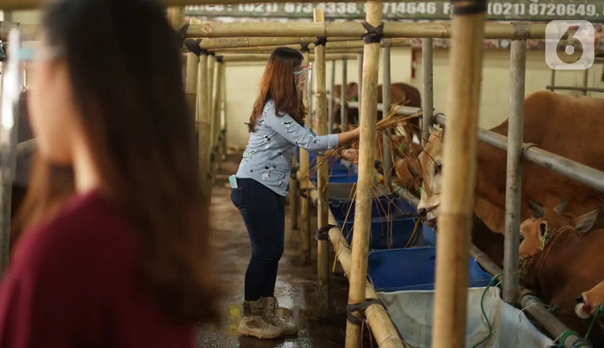 Sales Promotion Girl (SPG) memberi makan hewan kurban di Mal Hewan Qurban H. Doni di Depok, Jawa Barat, Kamis (16/7/2020). Di masa pandemi, mal hewan kurban kembali menggunakan jasa SPG untuk menawarkan sapi dan kambing dengan tetap menerapkan protokol kesehatan. (Liputan6.com/Immanuel Antonius)