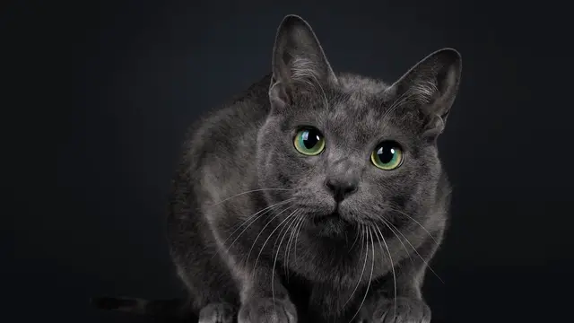 Kucing Korat
