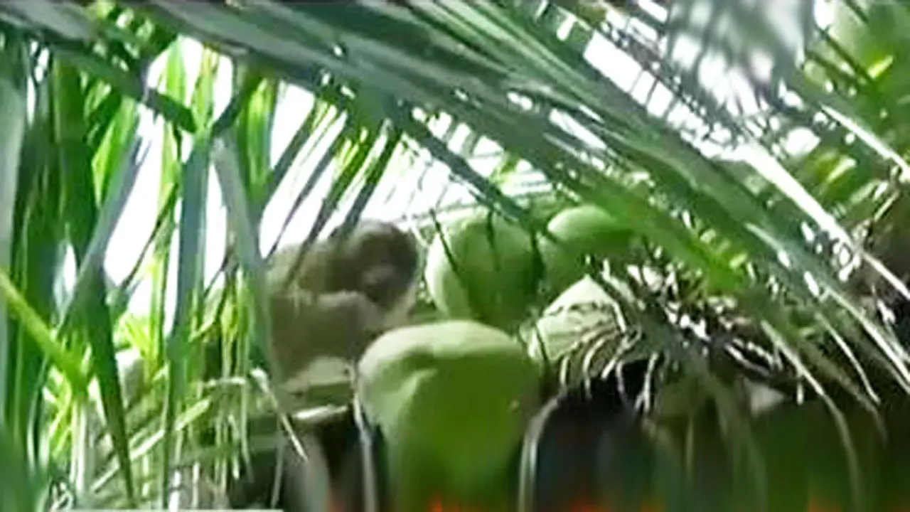 VIDEO: Pelatihan Beruk Pemetik Buah Kelapa di Padang Pariaman