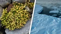 Di benua Antartika terdapat sejumlah bunga yang mekar, akan tetapi para ahli berpendapat bahwa hal ini membawa dampak negatif. Sumber: siakapkeli.