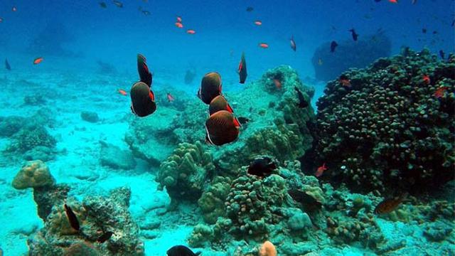 Pulau Rubiah Surga Kecil Bagi Para Penyelam Citizen6