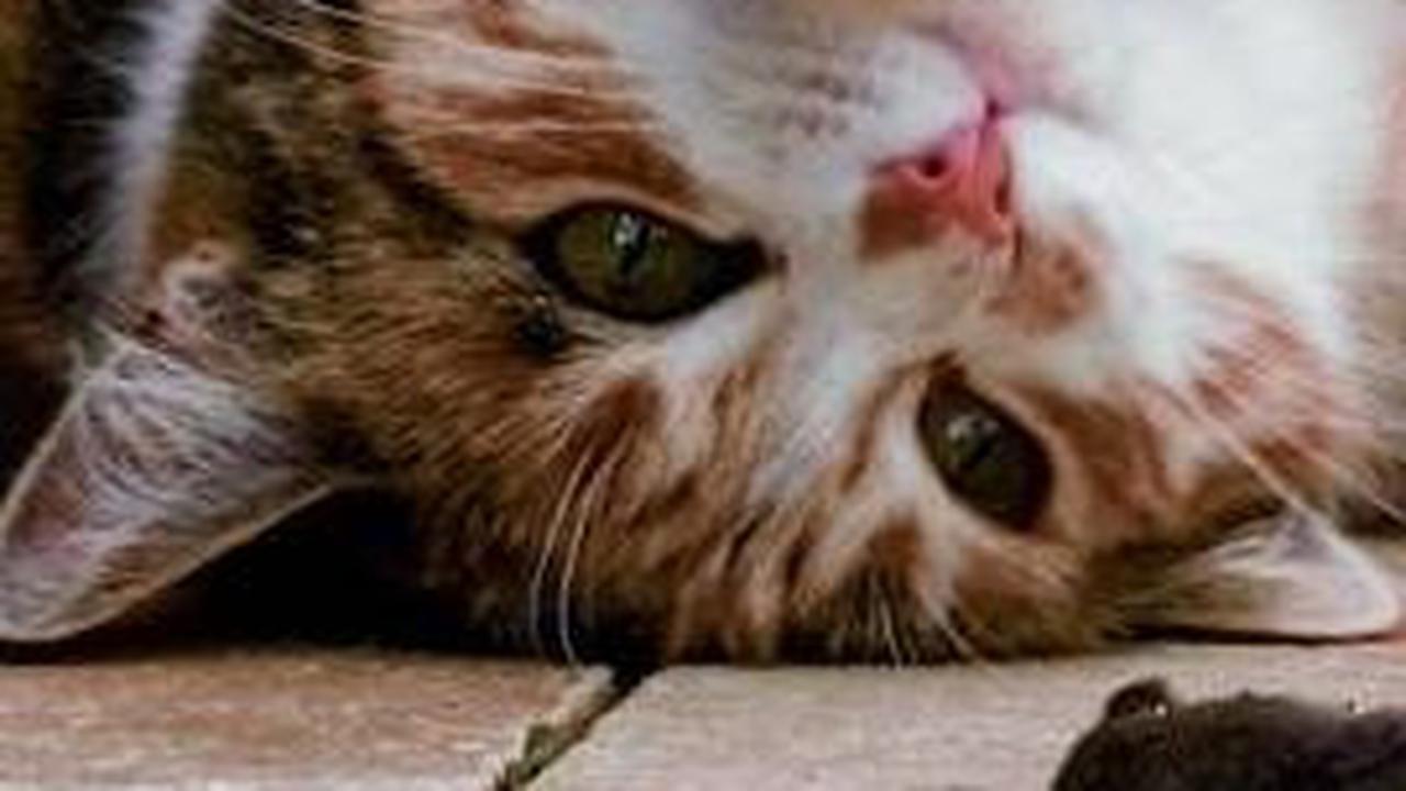 Kutu Kucing adalah Masalah Kesehatan yang Harus Segera Dibasmi, Begini Cara Mengilangkannya