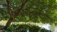 9 Pohon Buah yang Cocok Ditanam Dekat Kolam Ikan, Manfaat Ganda, Panen Melimpah