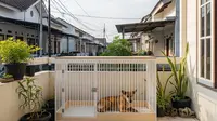 7 Model Kandang Anjing Minimalis di Teras Rumah yang Stylish dan Kekinian di 2026