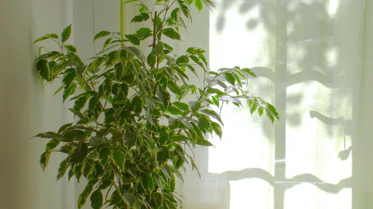<b>Struktur Daun</b>