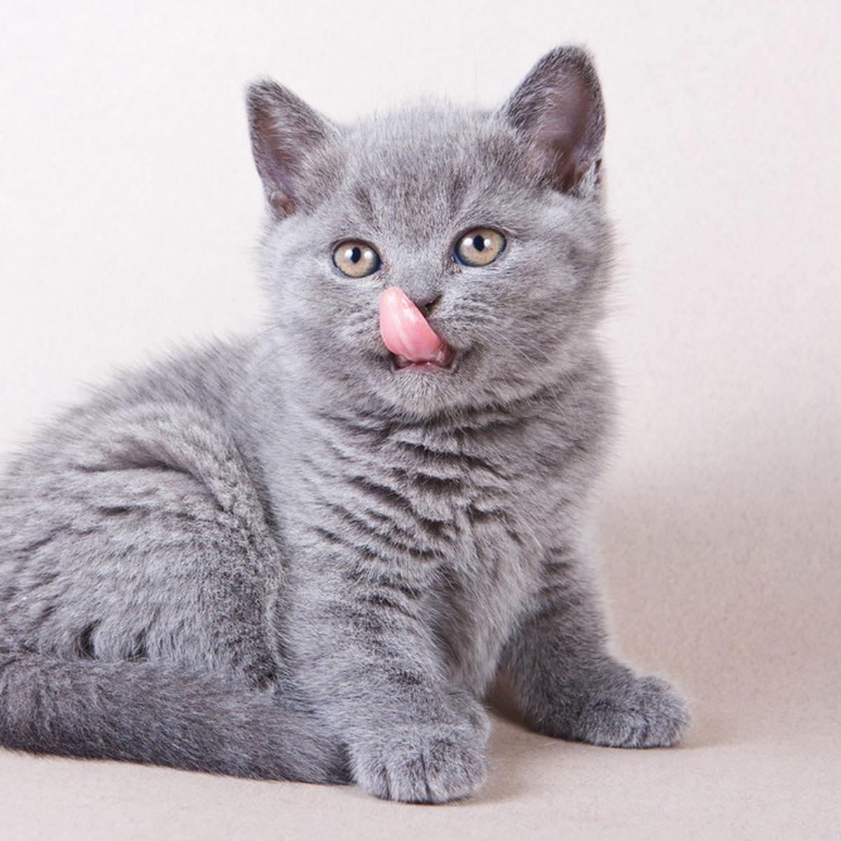 93+ Wallpaper Kucing Melet For FREE - MyWeb