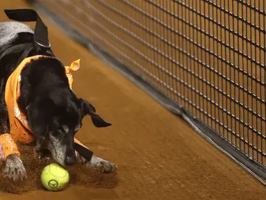 Seekor anjing yang akan diadopsi dari LSM Anonymous Paws melakukan pengambilan bola saat turnamen tenis Rio Open di Rio de Janeiro, Brasil, 15 Februari 2022. (AP Photo/Bruna Prado)