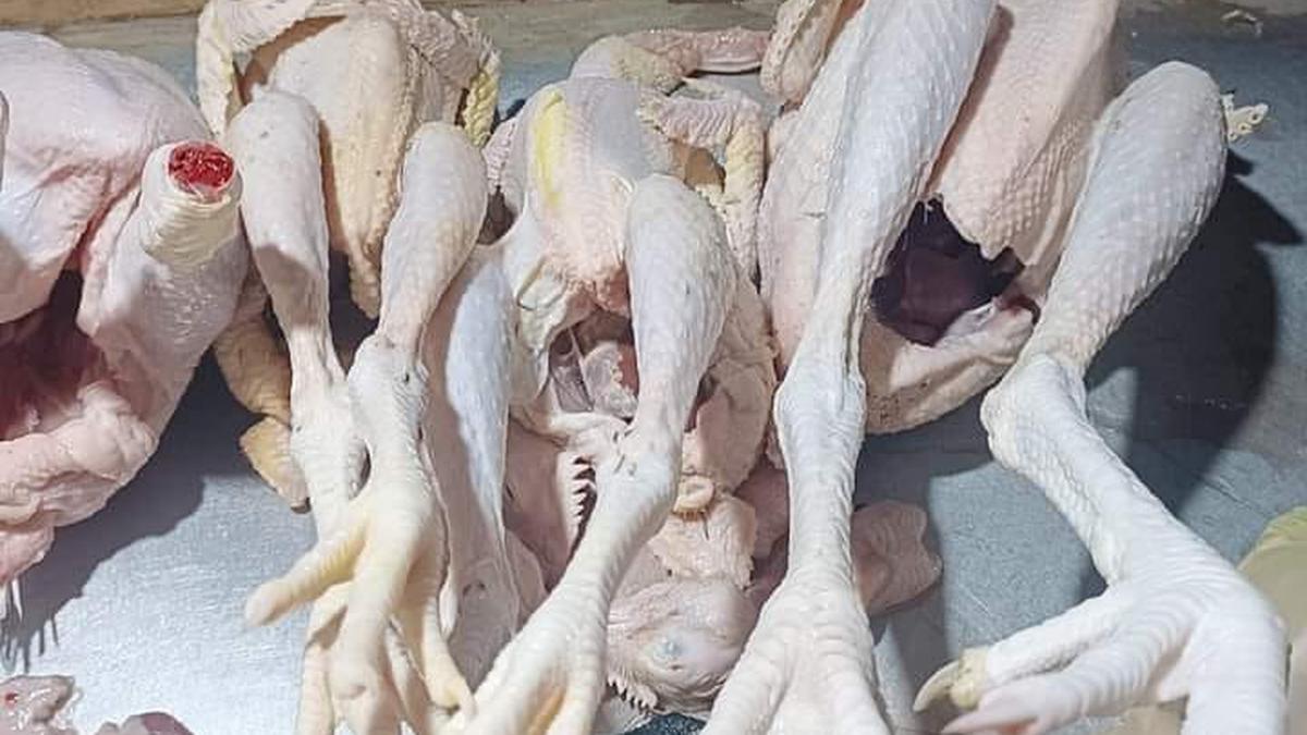 Ayam Kampung Terasa Alot? Coba Trik Ini agar Cepat Empuk tanpa Daun Nangka
