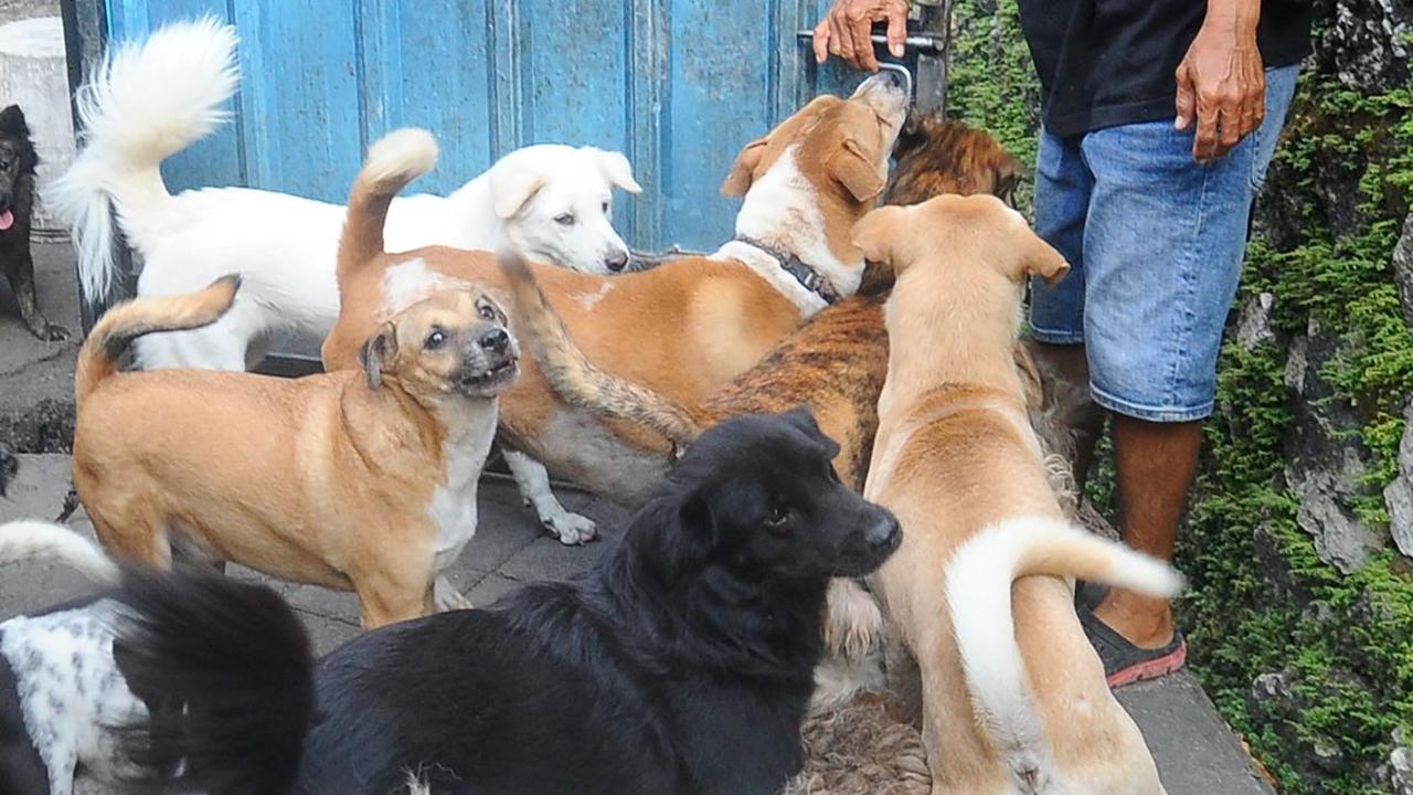 Sebagai pecinta binatang, I Ketut Widianta diketahui sudah merawat 25 ekor anjing peliharaannya sejak tahun 2000.