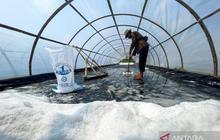 Inovasi Garam Kristal Indramayu: Petani Juntinyuat Panen Melimpah dengan Teknologi Modern