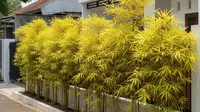 9 Jenis Pohon Hias yang Cocok Ditanam Dekat Pagar Rumah, Estetik dan Aman