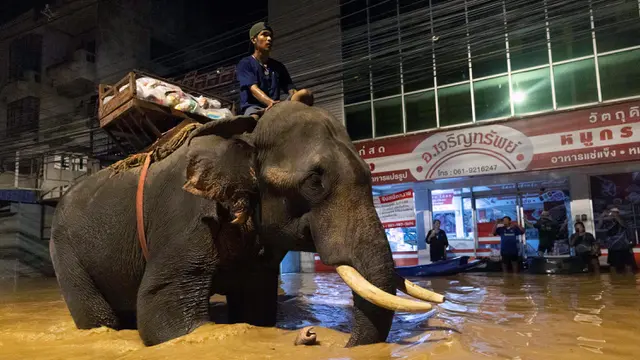 Gajah Thailand Diperbantukan Pasok Makanan untuk Korban Banjir di Chiang Mai