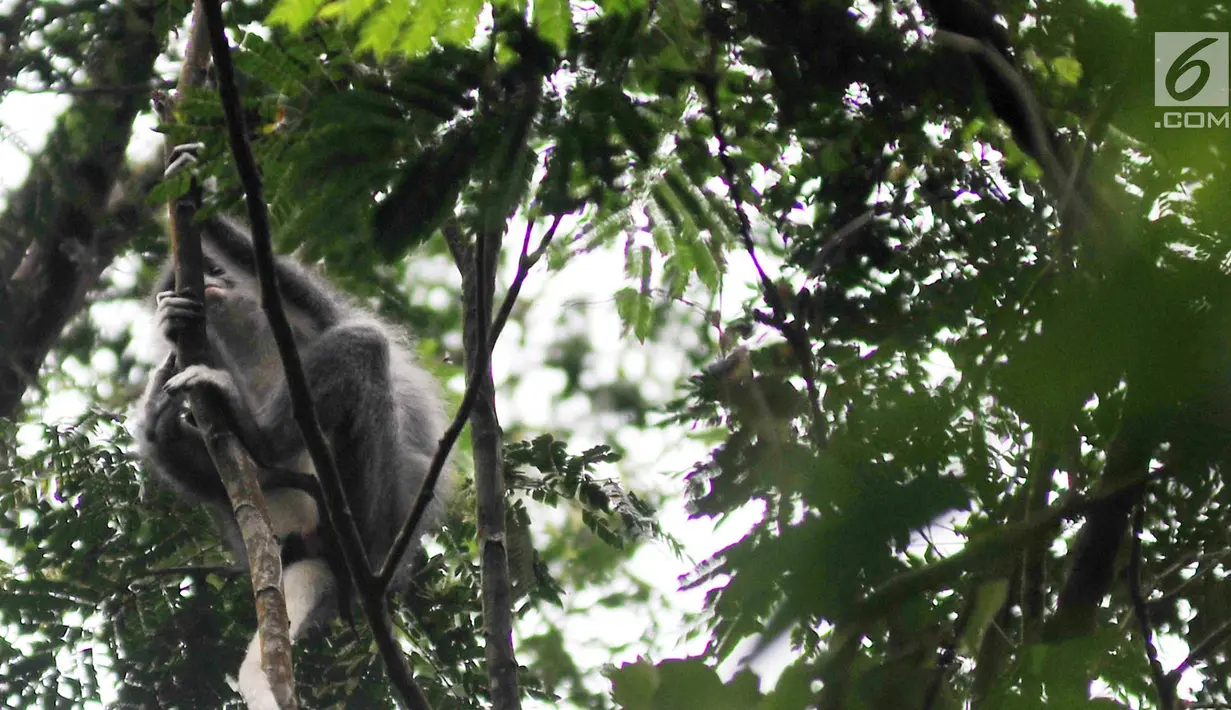 Monyet Surili Jawa (Presbytis Comata) bertengger di pepohonan Taman Nasional Gunung Halimun Salak (TNGHS), Jawa Barat, Sabtu (5/1). Surili dewasa memiliki warna kepala sampai jambul hitam. (Merdeka.com/Iqbal Nugroho)
