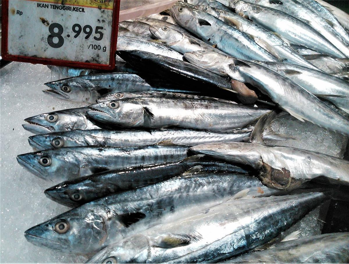 ilustrasi ikan tenggiri