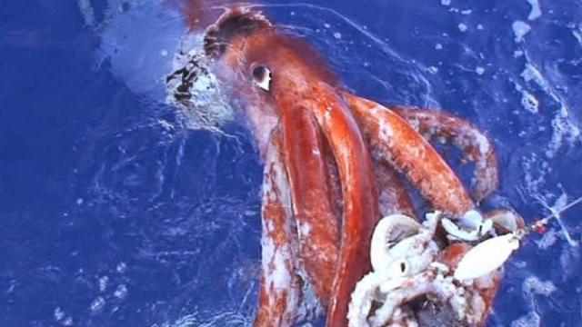 Enam Makhluk Berwajah Menyeramkan Ini Ada di Dasar Laut