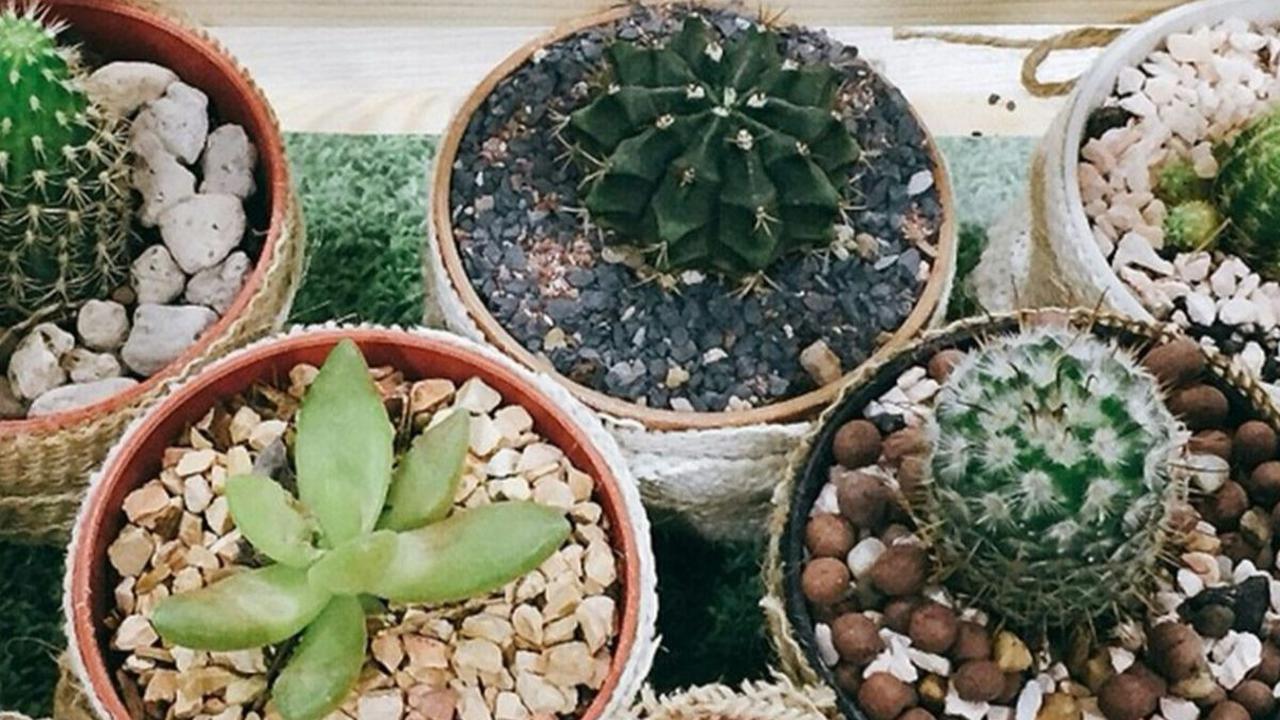 Kaktus mini telah menjadi pilihan populer di kalangan penggemar tanaman hias, terutama bagi mereka yang mencari tanaman yang membutuhkan perawatan minimal. Tanaman ini memiliki daya tarik unik dengan bentuk yang kompak dan beragam, membuatnya cocok untuk 