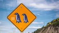 Kisah Sepasang Penguin Gay Mencuri Telur di Kebun Binatang Belanda