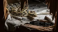 10 Perabot Rusak di Dalam Rumah yang Bisa Jadi Sarang Ular, Jangan Anggap Remeh