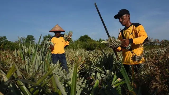 Camilan Nanas Gambut, Produk Olahan dari Lahan Bekas Terbakar 2